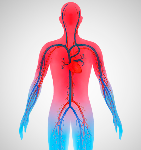 Human Body Visualization